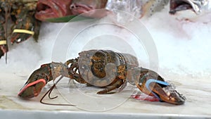 Raw lobsters which takes a hand on a background of different fish on ice