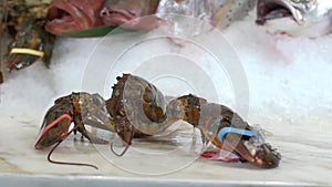 Raw lobsters which takes a hand on a background of different fish on ice