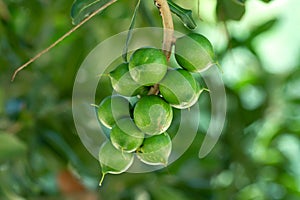 Raw of Macadamia integrifolia or Macadamia nut hanging on plant