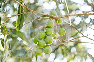 Raw macadamia nuts tree in the field