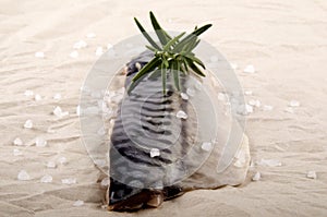 Raw mackerel fillet with coarse salt and rosemary