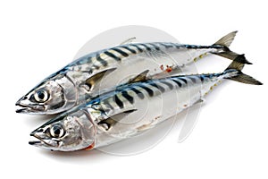 Raw mackerels fish isolated on white background