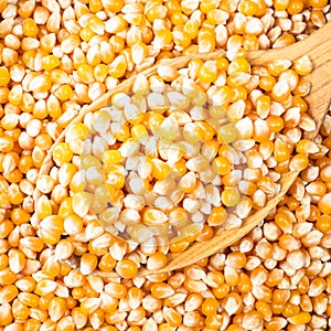 Raw maize corn seeds in wooden spoon closeup