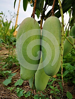 Raw Mangoes hang on mango tree nature background.