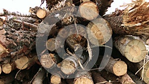 Raw materials of wooden industry on sawmill. Woodworking industry. Stack of logs