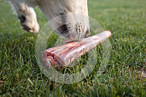 Raw meat for dog