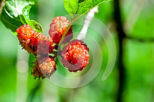 Raw Mulberry on the tree