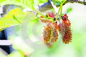 Raw Mulberry on the tree