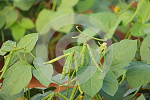 raw mung,green Mung bean crop close up in agriculture field,green Mung bean crop close up in agriculture field,mung bean