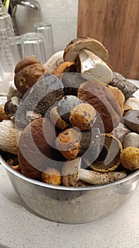 raw mushrooms on a plate in a kitchen room