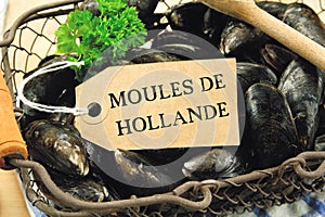 Raw mussels with a label or it is noted in French `moules de hollande`