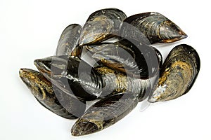 Raw mussels on a white background