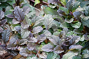 Raw Mustard Greens