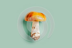 Raw natural forest mushroom on tender light blue background