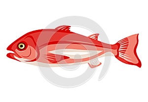 Raw northern red snapper icon isolated on white background, healthy food, fresh whole fish, vector illustration.