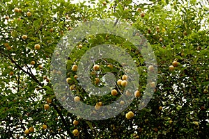 Raw Nutmeg hanging on nutmeg tree, North Sulawesi