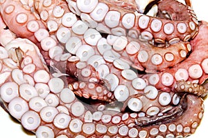 Raw octopus