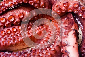 Raw Octopus