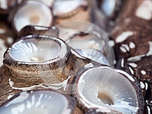 Raw octopus suckers, extreme close up look