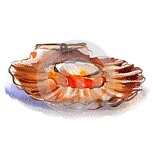 Raw open scallop, pecten, seafood, isolated, watercolor illustration, white background