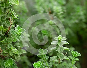 Raw oregano herb with water drops on it. Green fresh oregano spices. Wild natural oregano