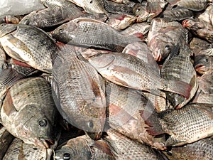 Raw Oreochromis niloticus fish for cooking