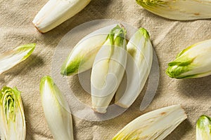 Raw Organic Belgian Endive