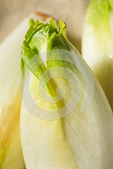 Raw Organic Belgian Endive