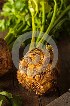 Raw Organic Celery Root