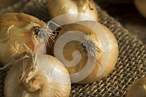 Raw Organic Cipollini Onions