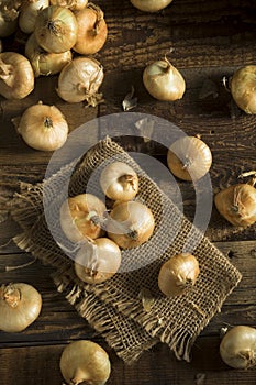 Raw Organic Cipollini Onions