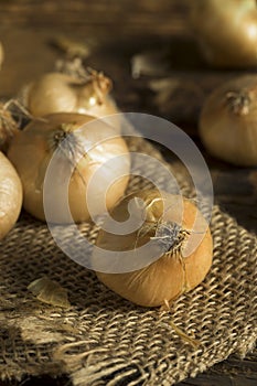 Raw Organic Cipollini Onions