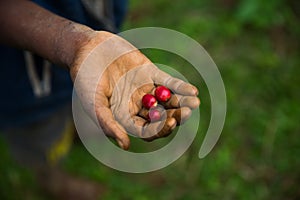 Raw and organic coffee beans in the palm of a farmes hand