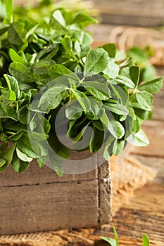 Raw Organic Fenugreek Methi Leaves