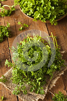 Raw Organic French Parsley Chervil