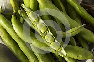 Raw Organic Fresh Green Fava Beans