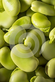 Raw Organic Fresh Green Fava Beans