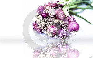 Raw organic fresh spring onions isolated on white with its reflection also.