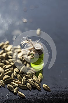 Raw organic green cardamom or elaichi or Elettaria cardamomum or true cardamom with its essence on wooden surface used in many bev