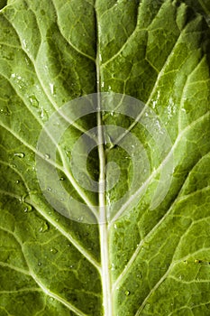 Raw Organic Green Collard Greens