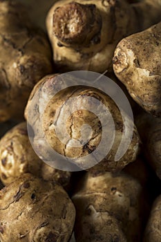 Raw Organic Jerusalem Artichoke Sunchokes