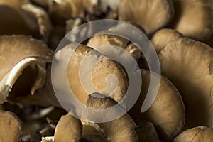 Raw Organic Maitake Mushrooms