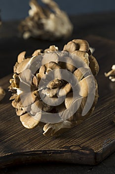 Raw Organic Maitake Mushrooms