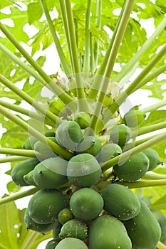 Raw Organic Papaya