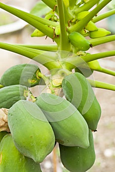 Raw Organic Papaya