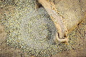 Raw organic Pennisetum glaucum,Pearl millet coming out of a gunny bag. Concept of Hunger photo