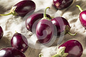 Raw Organic Purple Indian Eggplants