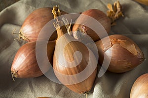 Raw Organic Shallot Onions