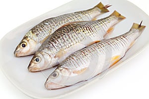 Raw Osteochilus or fresh water fish in thailand