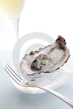 Raw Oyster on Ice photo